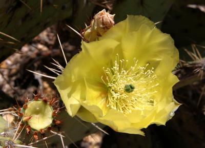 Yellow opuntia