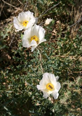 Prickly poppies