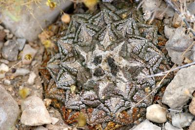 Living rock