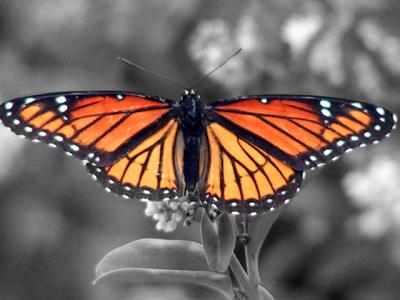 Monarch Butterfly