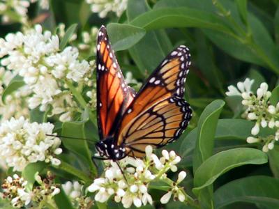 Monarch Butterfly