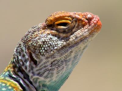 Collared Lizard Close Up