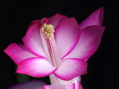 Christmas Cactus Flower