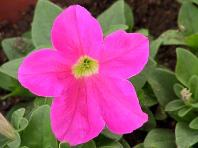 u11/johnmumaw/medium/2704856.Flower.jpg