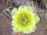 Prickly Pear Cactus Flower