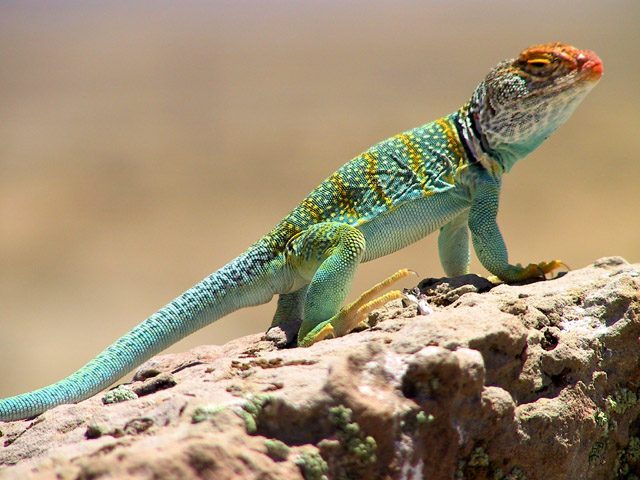 Collared Lizard