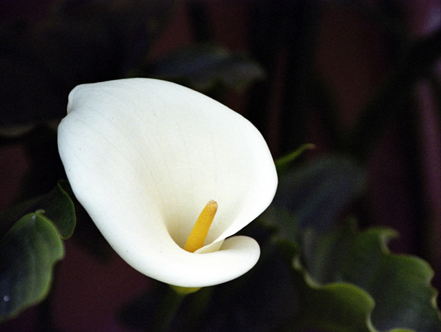 Calla Lily