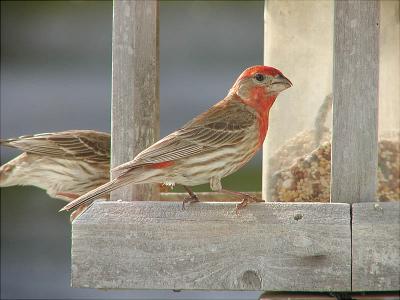 House Finch