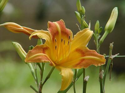 Day Lily