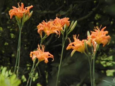 Tiger Lilies,