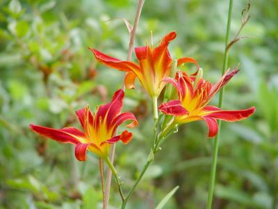 Lilies,