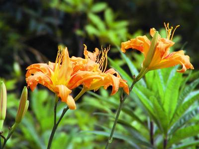 and more Lilies