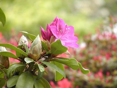 u11/johnnyb/medium/2708580.Rhododendron.jpg