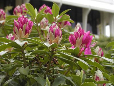 Rhododendrons