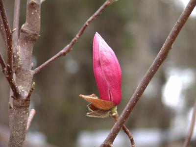 Magnolia bud