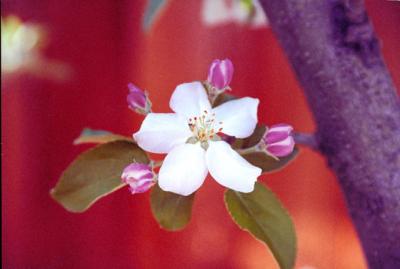 Tree Flower-Ecuador