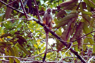 Capuchin Monkey-Ecuador