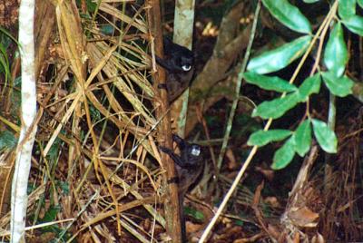 Tamarind Monkey-Ecuador