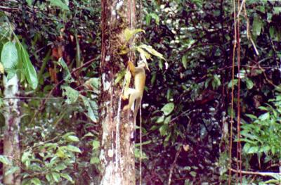 Capuchin Monkey-Ecuador