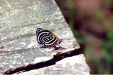 Butterfly-Ecuador