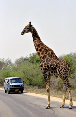 So much for a Zebra crossing