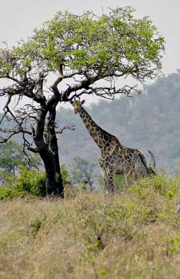 Giraffe in Kruger Park