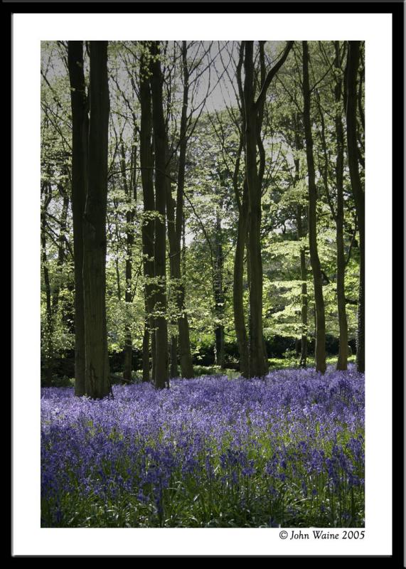 20050503 More Bluebells at Badbury Hill, Coleshill, Oxfordshire