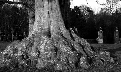 Coleshill Park