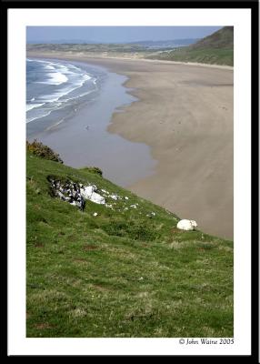 Welsh Sheep By The Sea