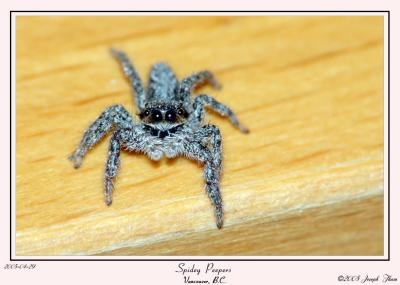 Spidey Peepers