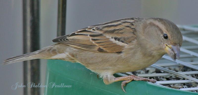 House Sparrow <I>(Passer domesticus)</I> (female)
