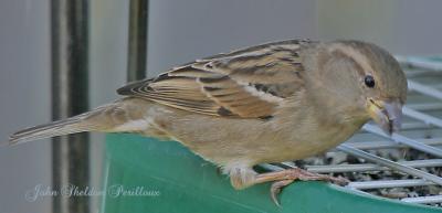House Sparrow (Passer domesticus) (female)