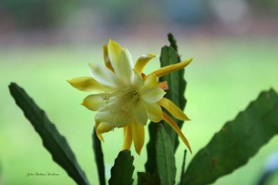 Epiphyllum ( Honey Dew)