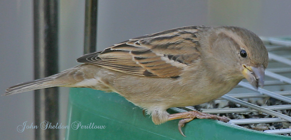 House Sparrow <I>(Passer domesticus)</I> (female)