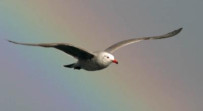 Heermann's Gull, pos. 3rd cycle