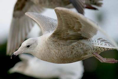 Glaucous Gull, 1st cycle (#2 of 5)