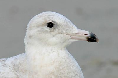 Glaucous Gull, 1st cycle (#4 of 5)