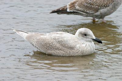Glaucous-winged Gull, bleached 1st cycle