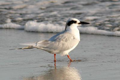 Forster's Tern, 1st cycle