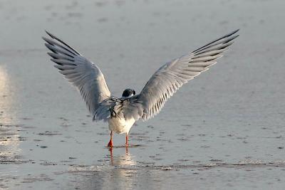 Forster's Tern, 1st cycle