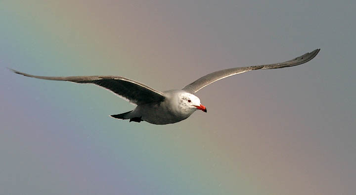 Heermanns Gull, pos. 3rd cycle