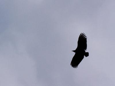 Buzzard Flies Overhead