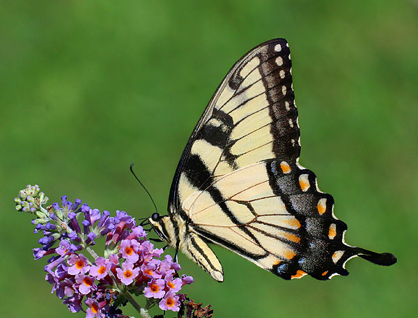 Eastern Tiger Swallowtail (side view)
