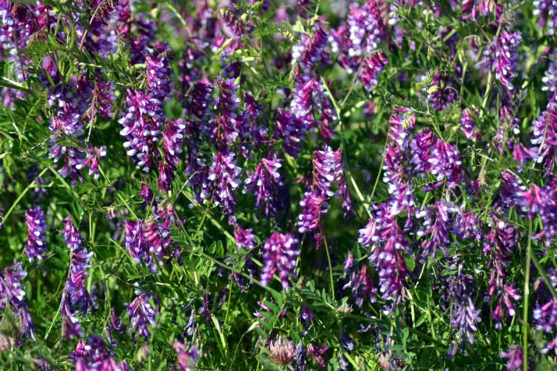 American Vetch