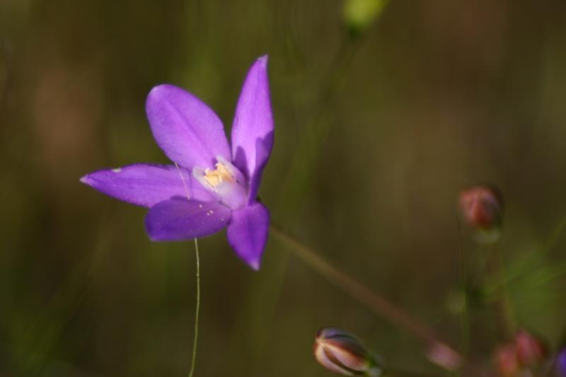 Larkspur