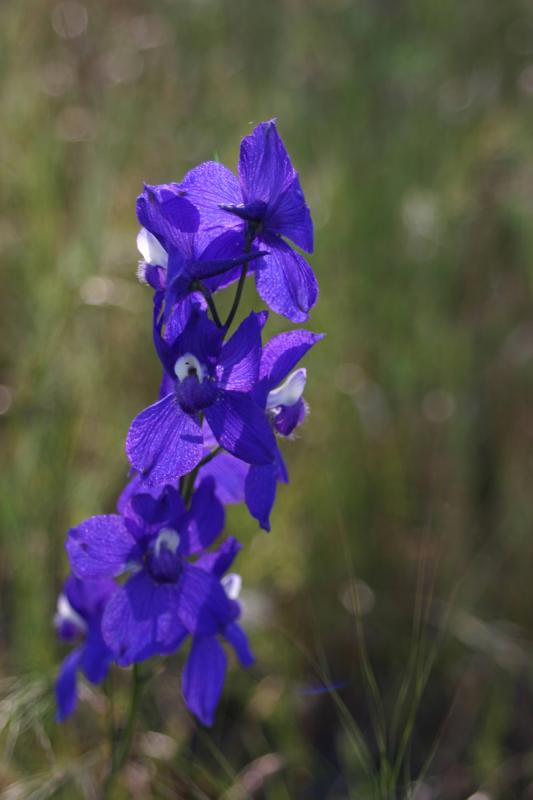 Minature Lupine