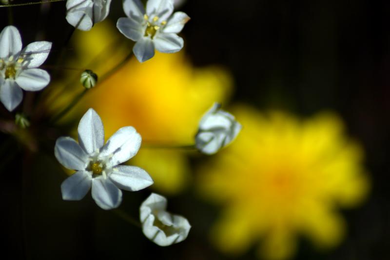 White Hyacinth