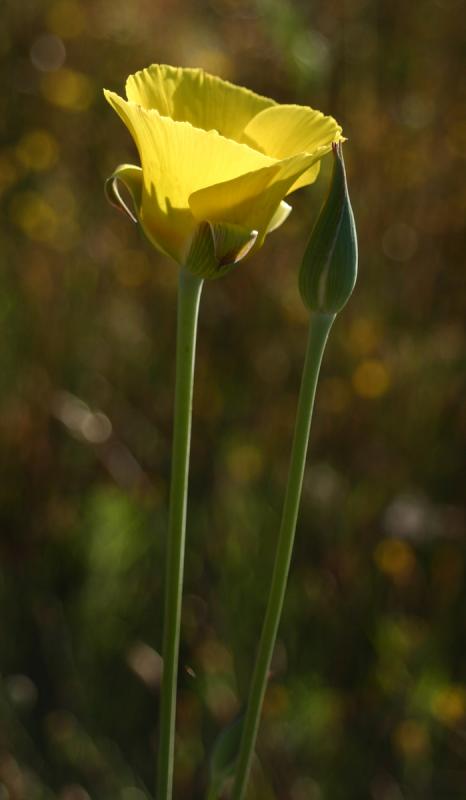 Yellow Mariposa Tulip
