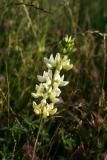 White Milkwort