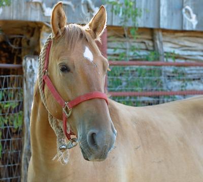 Young-Colt